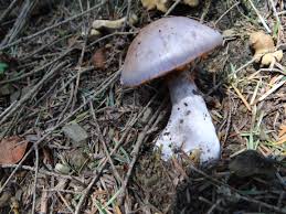 Attēlu rezultāti vaicājumam “Cortinarius traganus”