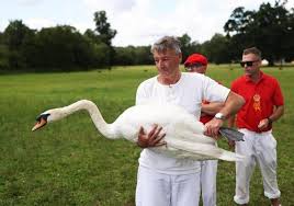 Image result for Sussex Swans