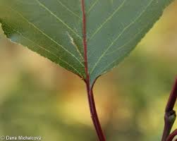 Attēlu rezultāti vaicājumam “Prunus armeniaca leaf”