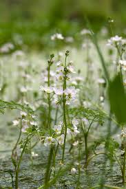 Attēlu rezultāti vaicājumam “Hottonia palustris leaf”