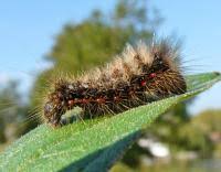Attēlu rezultāti vaicājumam “Acronicta rumicis larva”