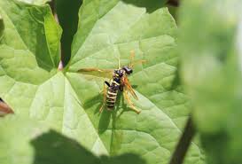 Attēlu rezultāti vaicājumam “Tenthredo scrophulariae”