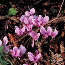 Attēlu rezultāti vaicājumam “Cyclamen hederifolium”