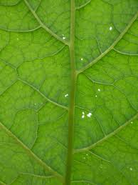 Attēlu rezultāti vaicājumam “Arctium lappa leaf”