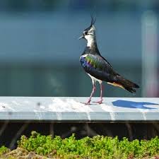 Attēlu rezultāti vaicājumam “Vanellus vanellus adult”