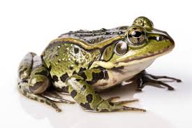 Attēlu rezultāti vaicājumam “Pelophylax adult”