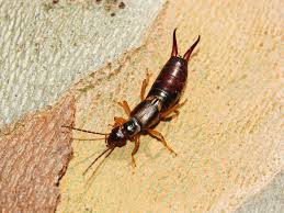 Attēlu rezultāti vaicājumam “Forficula auricularia”