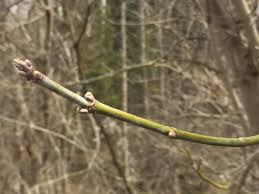 Attēlu rezultāti vaicājumam “Acer negundo bud”