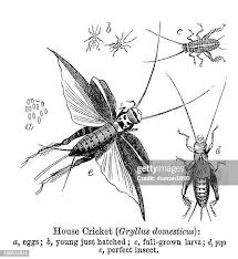 Attēlu rezultāti vaicājumam “Gryllus domesticus”