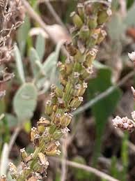 Attēlu rezultāti vaicājumam “Triglochin maritimum fruit”