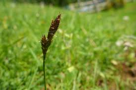Attēlu rezultāti vaicājumam “Carex caryophyllea”