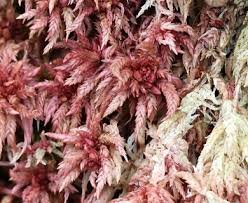 Attēlu rezultāti vaicājumam “Sphagnum magellanicum”