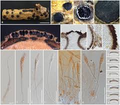Attēlu rezultāti vaicājumam “Diatrype disciformis”