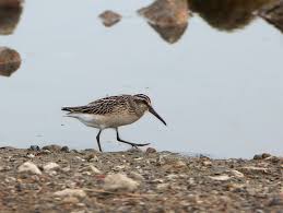 Attēlu rezultāti vaicājumam “Calidris falcinellus”
