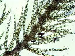 Attēlu rezultāti vaicājumam “Blepharostoma trichophyllum sporophyte”