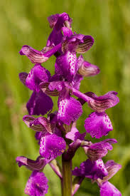Attēlu rezultāti vaicājumam “Orchis morio”