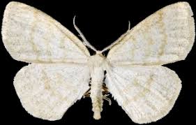 Attēlu rezultāti vaicājumam “Cabera exanthemata male”