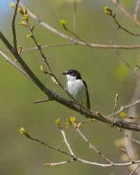 Attēlu rezultāti vaicājumam “Ficedula hypoleuca juvenile”