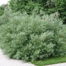 Attēlu rezultāti vaicājumam “Salix repens subsp. rosmarinifolia”