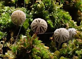 Attēlu rezultāti vaicājumam “Mycena pseudocorticola”