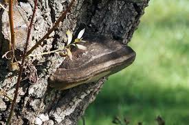 Attēlu rezultāti vaicājumam “Phellinus alni”