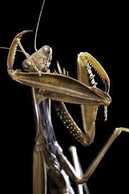 Attēlu rezultāti vaicājumam “Mantis religiosa”