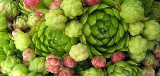 Attēlu rezultāti vaicājumam “Jovibarba globifera”