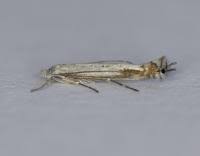 Attēlu rezultāti vaicājumam “Lyonetia clerkella”