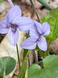 Attēlu rezultāti vaicājumam “Viola collina leaf”