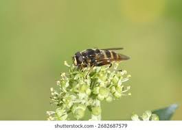 Attēlu rezultāti vaicājumam “Sericomyia silentis”