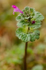 Attēlu rezultāti vaicājumam “Lamium amplexicaule flower”