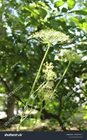 Attēlu rezultāti vaicājumam “Laserpitium latifolium leaf”