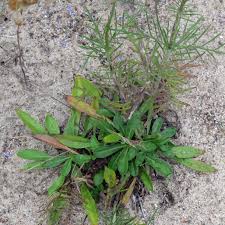 Image result for Scabiosa canescens