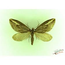 Attēlu rezultāti vaicājumam “Lampropteryx suffumata”