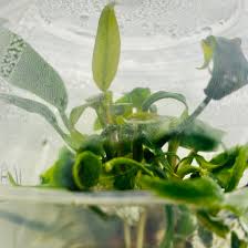 Attēlu rezultāti vaicājumam “Leptodictyum riparium”