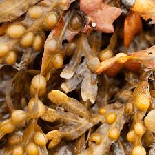 Attēlu rezultāti vaicājumam “Fucus vesiculosus”