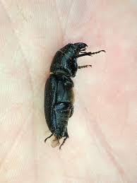 Attēlu rezultāti vaicājumam “Spondylis buprestoides”