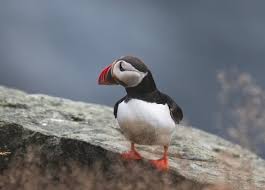 Image result for Fratercula arctica