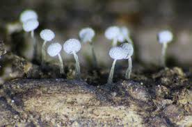 Attēlu rezultāti vaicājumam “Physarum album spores”