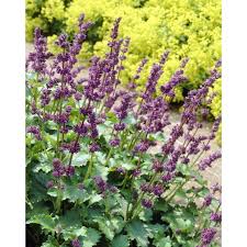 Attēlu rezultāti vaicājumam “Salvia verticillata”