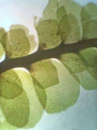 Attēlu rezultāti vaicājumam “Scapania undulata”