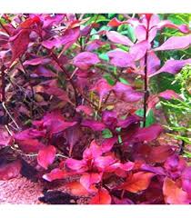 Attēlu rezultāti vaicājumam “Leptodictyum riparium sporophyte”