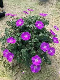 Attēlu rezultāti vaicājumam “Geranium sanguineum flower”