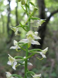 Attēlu rezultāti vaicājumam “Platanthera chlorantha”