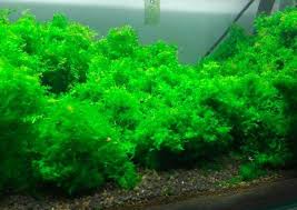 「粉綠狐尾藻」的圖片搜尋結果