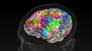 Image result for map of the brain
