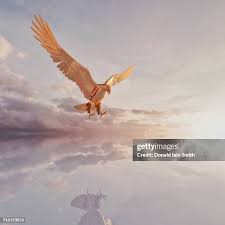 Image result for HAINAULT & CHIGWELL CHANGQUAN FLYING DRAGON