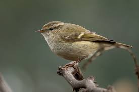 Image result for Phylloscopus humei