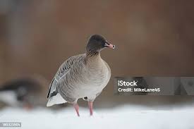 Attēlu rezultāti vaicājumam “Anser brachyrhynchus”