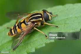 Attēlu rezultāti vaicājumam “Helophilus pendulus”